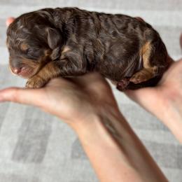 Chocolate phantom - Phantom female Bernedoodle puppy in Spring, Texas from At The Cross Kennel