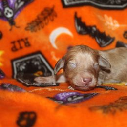 Ophelia - Cream female Dachshund puppy in La Junta, Colorado from Royal King’s Mini Dachshunds