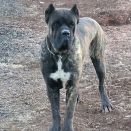 Cane Corso Puppies from Vernon Hills Cane Corso