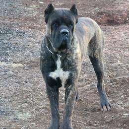 Cane Corso Puppies from Vernon Hills Cane Corso