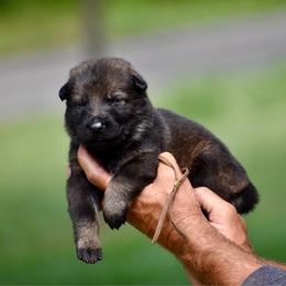 Brown - Sable male German Shepherd puppy in Cherryville, North Carolina from Masky Kennel