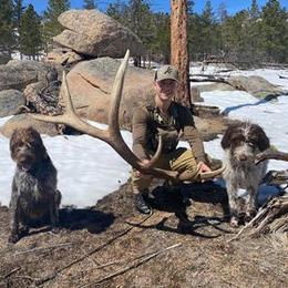 German Wirehaired Pointers from Osborne’s Wirehairs