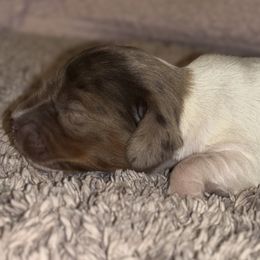 Dachshund Puppies from Whitesboro Dachshund