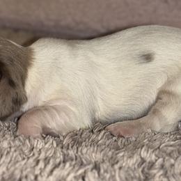 Dachshund Puppies from Whitesboro Dachshund