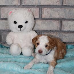 River - Red male Aussiedoodle puppy in Nephi, Utah from Peachydoodlepups