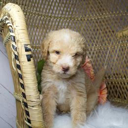 Apricot Male - Red male Aussiedoodle puppy in Belgreen, Alabama from Scott’s Farm Poodles and Doodles