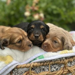 Dachshund puppies from Devoted Doxies