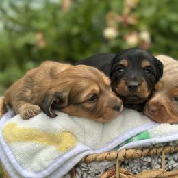 Dachshund puppies from Devoted Doxies