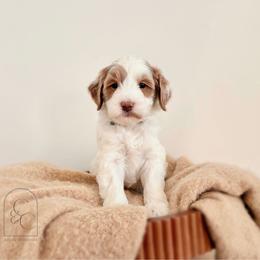 Pick 4 - Petite Male - Parti male Goldendoodle puppy in Madisonville, Kentucky from Carlie and Co. Goldendoodles