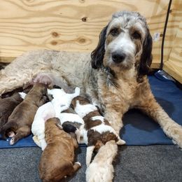 Bernedoodle and Bernese Mountain Dog Puppies from KEE Bernedoodles