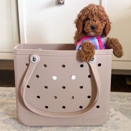 Sandy - Red female Cockapoo puppy in Seymour, Missouri from Cherokee Creek Labradors and Doodles
