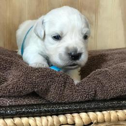 Miss Teal - Light golden female Golden Retriever puppy in Patterson, California from Trusted Valley Retrievers
