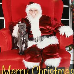 Cane Corso and Yorkshire Terrier Puppies from Exotic Yorkie Imports & Cessna Cane Corso