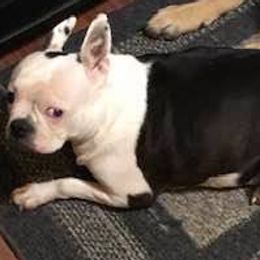 Boston Terriers from Newman's Pups