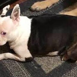 Boston Terriers from Newman's Pups