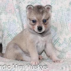 Boy 1 - Gray and white male Alaskan Klee Kai puppy in Klamath Falls, Oregon from Nordic Mini Huskys