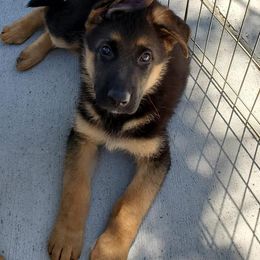 German Shepherd Puppies from Shield Kennels LLC