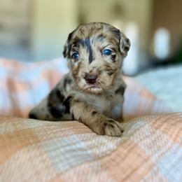 Ember - Merle female Goldendoodle puppy in Queen Creek, Arizona from Sunny Doodles