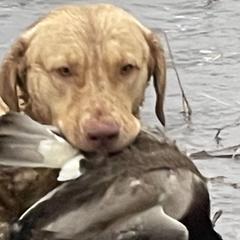 Chesapeake Bay Retrievers and Weimaraners from Ball Bluff Kennel