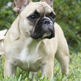 French Bulldogs from Idylls French Bulldogs