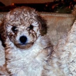 Poodles from Poodlepups Bed & Breakfast