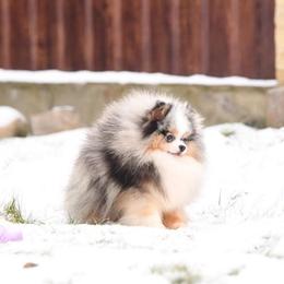 Merlin - Blue merle male Pomeranian puppy in Fultonville, New York from Sandy Aussies & Pomeranians