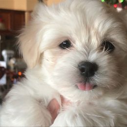 Coton de Tulear Puppies from Classy Cotons