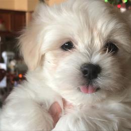 Coton de Tulear Puppies from Classy Cotons