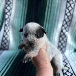 Boy 1 - Blue speckled male Australian Cattle Dog puppy in Cottage Grove, Oregon from Heirloom Ranch