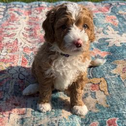 Purple Girl - Brown and white female Bernedoodle puppy in Fort Gibson, Oklahoma from Waggle Doodles