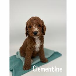 Clementine - Red  male Goldendoodle puppy in Smithfield, Kentucky from KBK9 Kennels