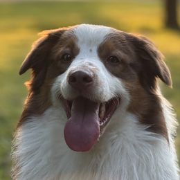 Australian Shepherds from OakHaven Acres Aussies