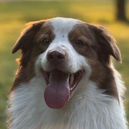 Australian Shepherds from OakHaven Acres Aussies