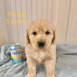 Fresca - Golden male Golden Retriever puppy in Ravensdale, Washington from Raven Rock Puppies
