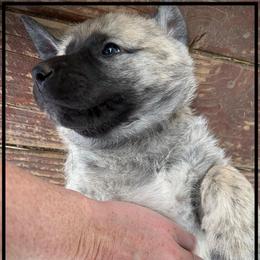 Black - Brindle male Anatolian Shepherd Dog puppy in Clark, Wyoming from Fyne Acres