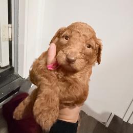 Pink - Apricot female Goldendoodle puppy in Bakersfield, California from Lavish Doodles