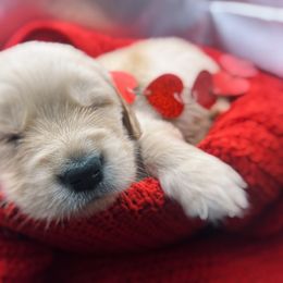 Golden Retriever Puppies from Great Lakes Golden Retreivers
