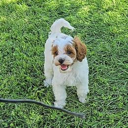 Bailey - Blenheim female Cavapoo puppy in Blackfoot, Idaho from Rocky Desert Goldens and Cavaliers