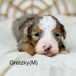 Gretzky - male Australian Mountain Doodle puppy in Sterling, Colorado from North 40 Doodles
