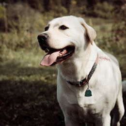 Labrador Retrievers from Jones Family Labs