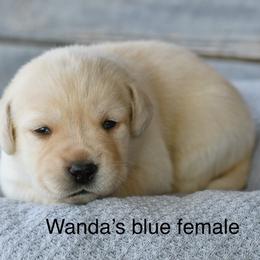 Blue female - Yellow female Labrador Retriever puppy in Mississippi from Sure Shot English Labs