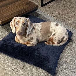 Fancy - Dachshund