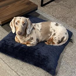 Fancy - Dachshund