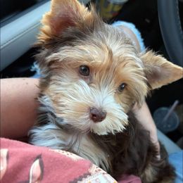 Belly - Chocolate, tan and white female Yorkshire Terrier puppy in Parkersburg, West Virginia from Chocolate Diamonds in the RUFF