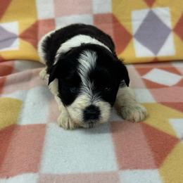 Jenna - Purple Girl - Parti female Miniature Schnauzer puppy in Oneonta, Alabama from Murphree Valley Kennels