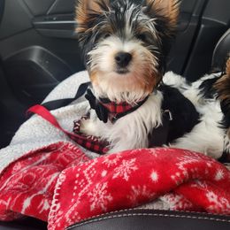 Bentley - Black tan and white male Biewer Terrier puppy in Spotsylvania Courthouse, Virginia from Donna's Biewer Terriers