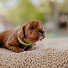 Goldendoodle and Sheepadoodle Puppies from Red River Goldendoodles