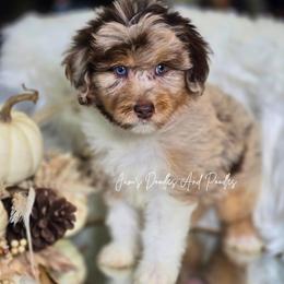 Robin Hood - Brown merle male Aussiedoodle puppy in Cleveland, Georgia from Jam's Doodles And Poodles