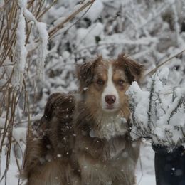 Miniature American Shepherd and Miniature Australian Shepherd Puppies from Rocking 2R Kennel