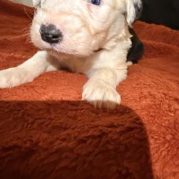 Zus - Black and white male Old English Sheepdog puppy in Acton, California from Fab OES